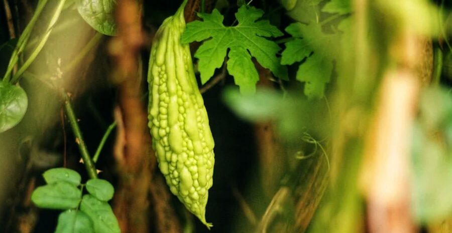 manfaat pare untuk diabetes