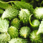 cara konsumsi pare yang benar