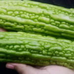 aturan makan pare harian