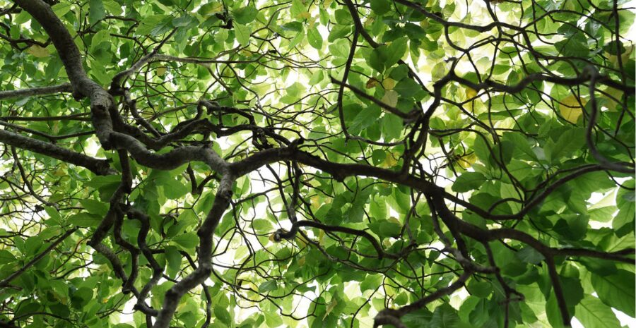 daun kayu ular herbal