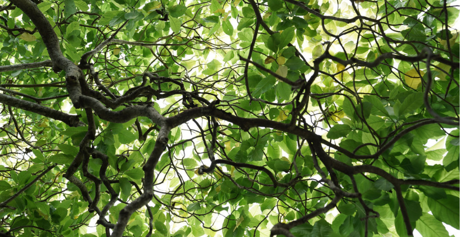 daun kayu ular herbal