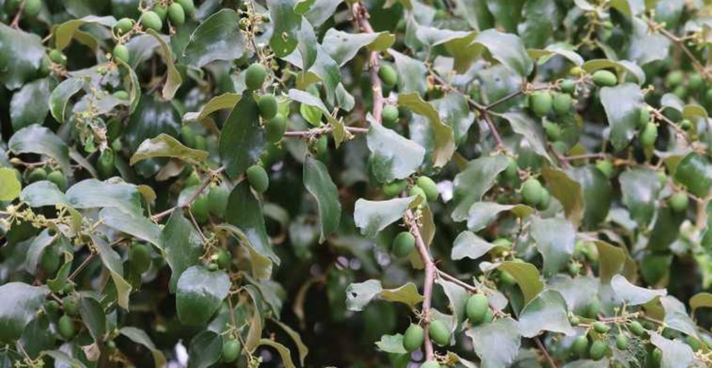 daun kayu ular manfaat dan kegunaan