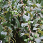 daun kayu ular manfaat dan kegunaan