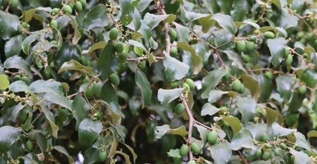 daun kayu ular manfaat dan kegunaan