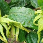 manfaat bunga kenanga