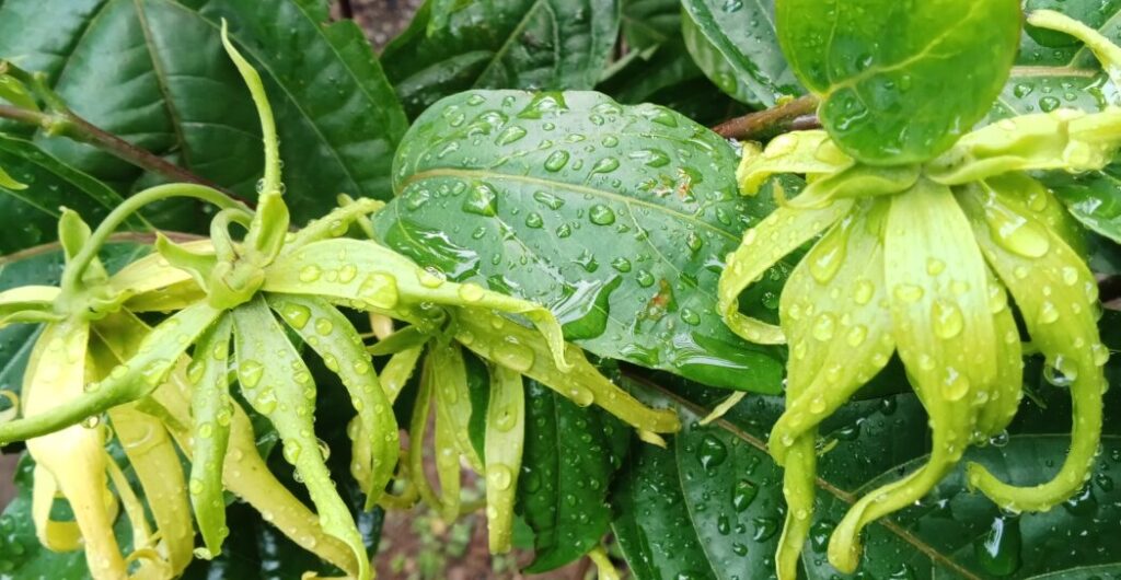 manfaat bunga kenanga