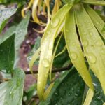 bunga kenanga untuk aromaterapi