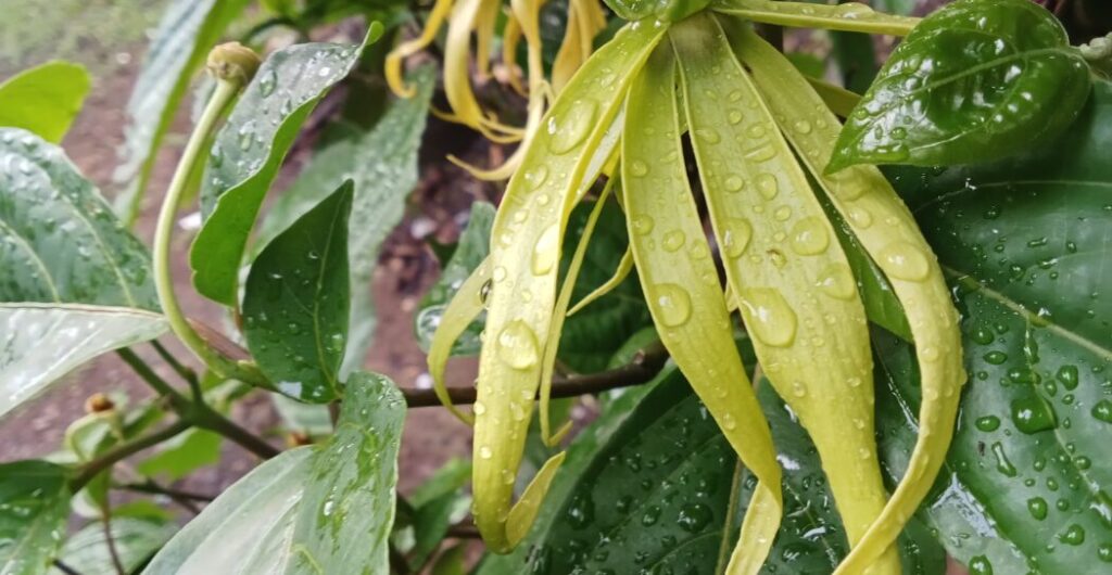 bunga kenanga untuk aromaterapi