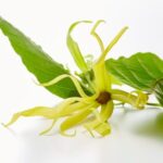 kenanga untuk meredakan stres