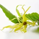 kenanga untuk meredakan stres