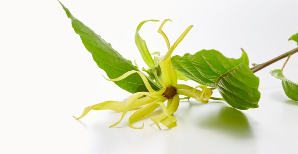 kenanga untuk meredakan stres