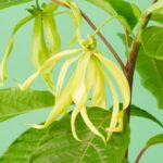 bunga kenanga untuk tidur nyenyak