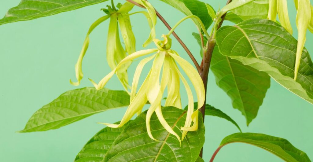 bunga kenanga untuk tidur nyenyak