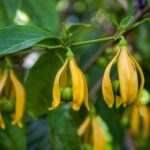 bunga kenanga untuk kulit