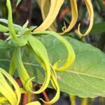 minyak kenanga manfaat