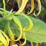 minyak kenanga manfaat