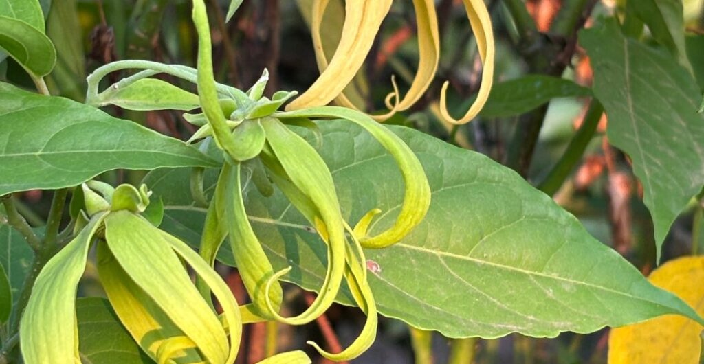 minyak kenanga manfaat