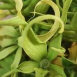 bunga kenanga untuk imun