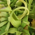 bunga kenanga untuk imun