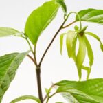 kenanga untuk kesehatan jantung