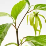 kenanga untuk kesehatan jantung