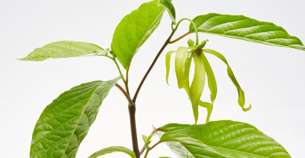 kenanga untuk kesehatan jantung