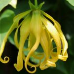 kandungan senyawa bunga kenanga