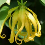 kandungan senyawa bunga kenanga