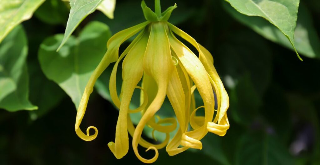 kandungan senyawa bunga kenanga