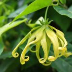 cara mengolah bunga kenanga