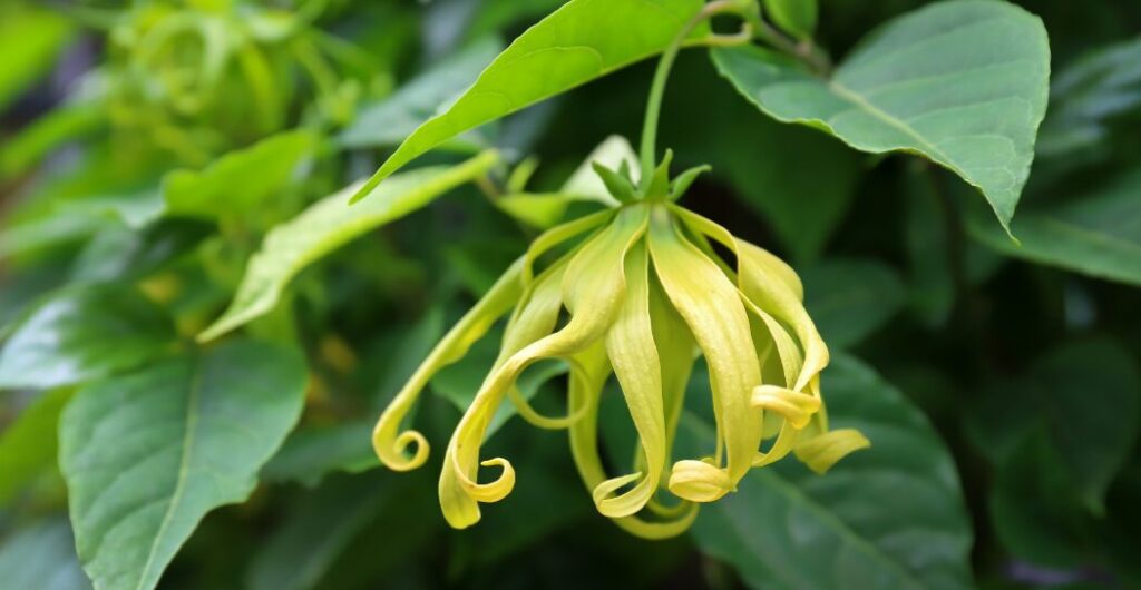 cara mengolah bunga kenanga