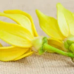 rebusan bunga kenanga