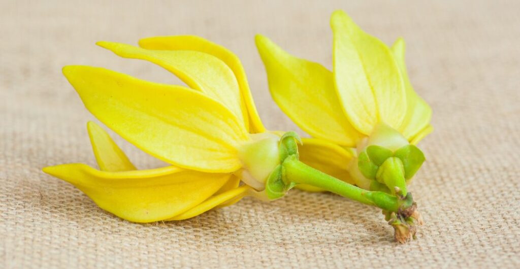 rebusan bunga kenanga