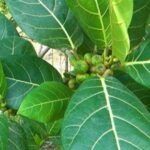 manfaat daun awar awar