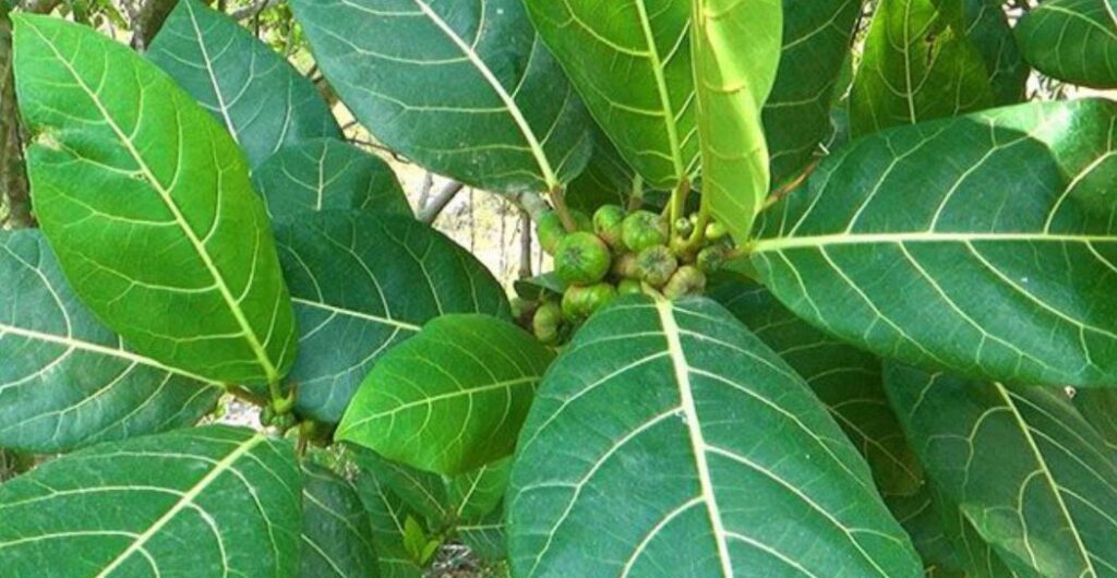 manfaat daun awar awar