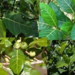 daun awar awar anti inflamasi