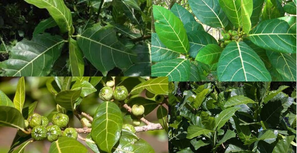 daun awar awar anti inflamasi