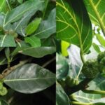 daun awar awar untuk imun