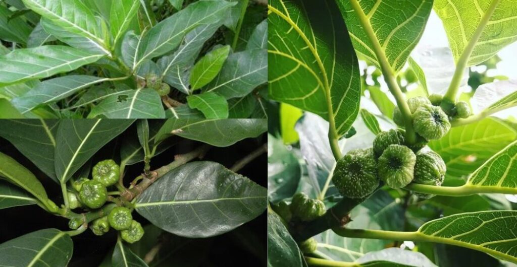 daun awar awar untuk imun