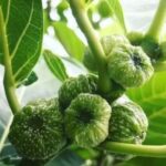 daun awar awar untuk pencernaan