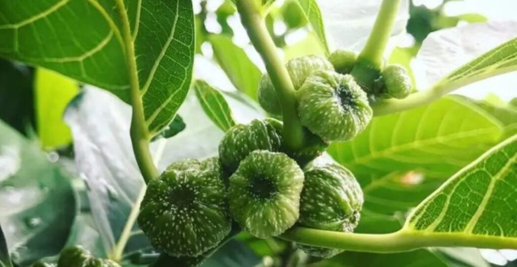 daun awar awar untuk pencernaan