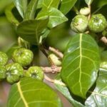 daun awar awar untuk luka