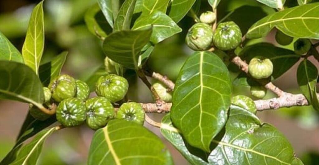 daun awar awar untuk luka