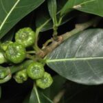 daun awar awar untuk kulit