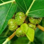 daun awar awar antibakteri