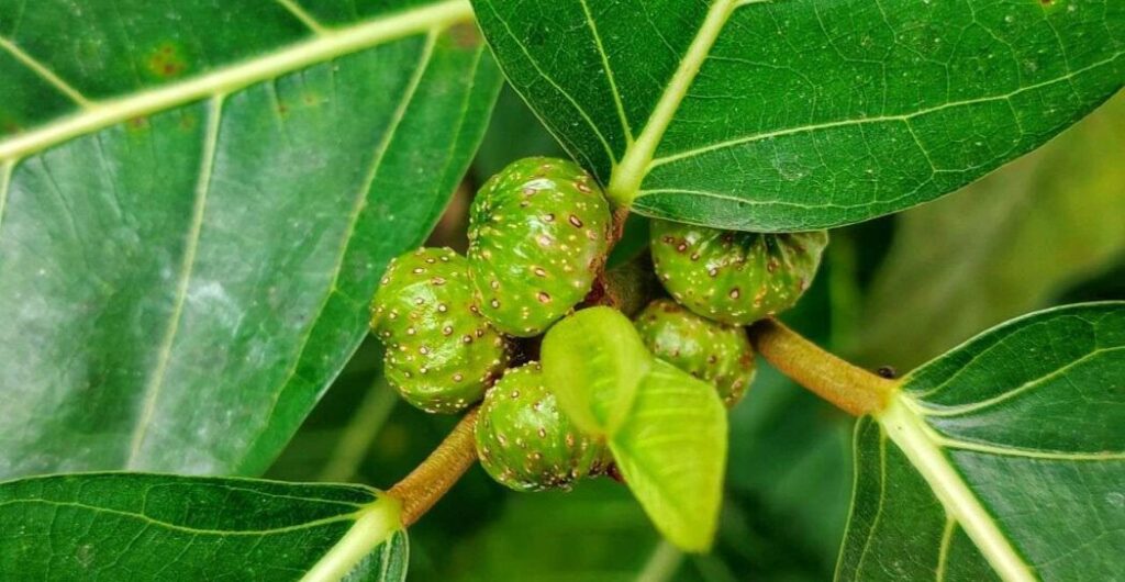 daun awar awar antibakteri