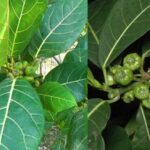 kandungan senyawa daun awar awar