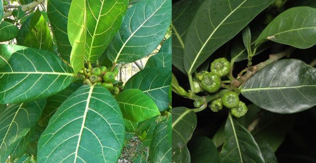 kandungan senyawa daun awar awar