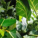 rebusan daun awar awar