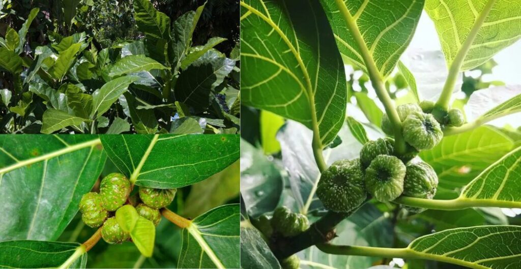 rebusan daun awar awar